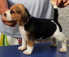 Raça beagle, tricolor, vacinada, vermifugada. liberada a partir de 02/06/20.  entre em contato! canilpguaratiba@gmail.com  para ver mais visite nossa página!  http://www.canilpguaratiba.com