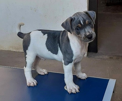 MACHO DISPONÍVEL! Lindos olhos azuis! Terrier Brasileiro (Fox Paulistinha), tricolor de azul, 2 meses. Pronta entrega! Atestado de vacinação em dia.Vermifugado. contato: canilpguaratiba@gmail.com Para ver mais visite nossa página! http://www.canilpguaratiba.com