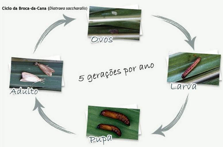 Ciclo da Broca-da-cana