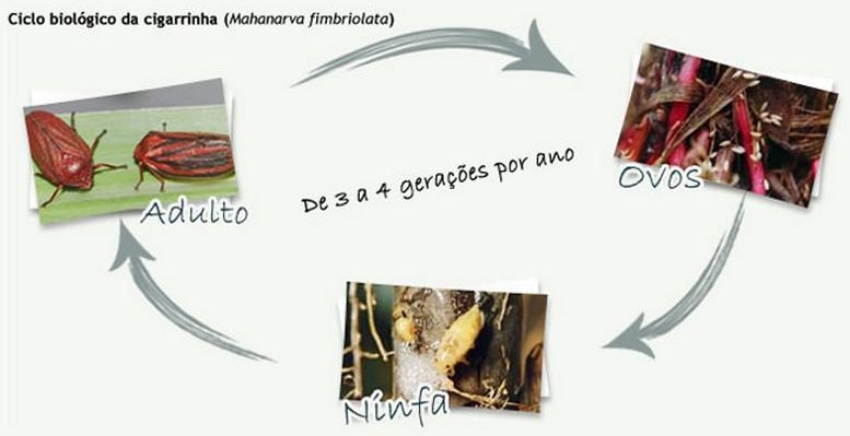 Ciclo Biológico da Mahanarva fimbriolata (cigarrinha-da-raiz)