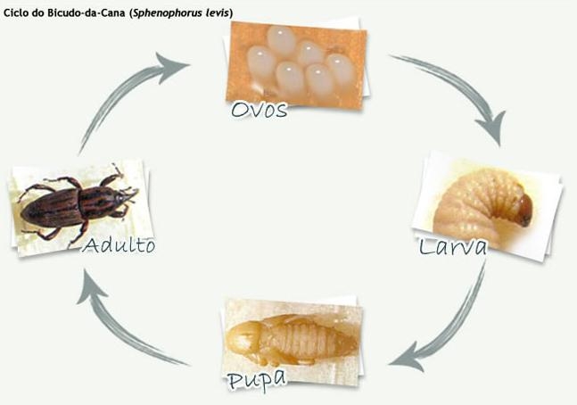 Ciclo do Bicudo-da-cana (Sphenophorus levis)