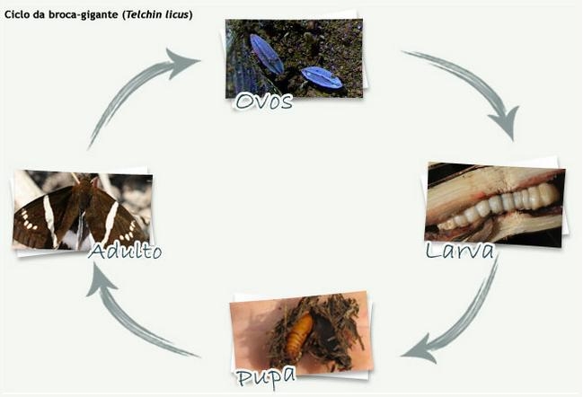 Ciclo da Broca-gigante (Telchin licus)