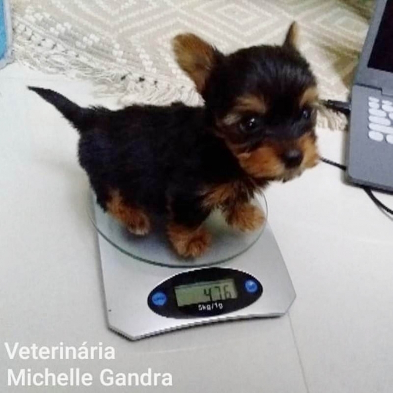 Dra. Michelle Gandra, Veterinária domiciliar em Curitiba - tel  41 99950-4321(whatsap) - @veterinariadomiciliar.curitiba - www.veterinariadomiciliar.com