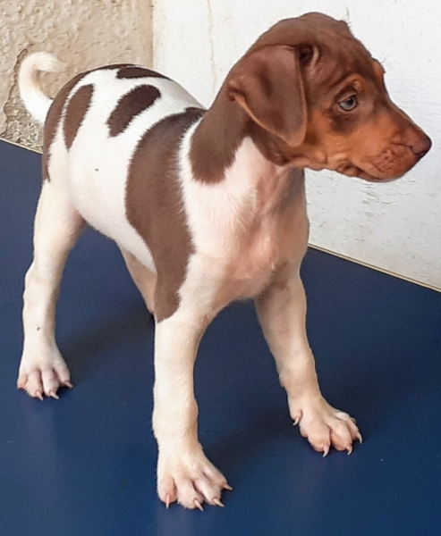 FÊMEA TRICOLOR DE FÍGADO! Terrier Brasileiro (Fox Paulistinha) Contato: canilpguaratiba@gmail.com Site: http://www.canilpguaratiba.com