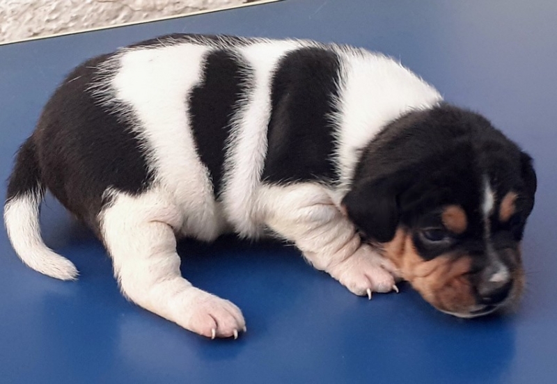 Canil Pedra de Guaratiba 31 anos! Terrier Brasileiro (Fox Paulistinha) Macho Tricolor de Preto! Disponível! Contato: canilpguaratiba@gmail.com Zap: (21)98168-5544 Site: http://www.canilpguaratiba.com