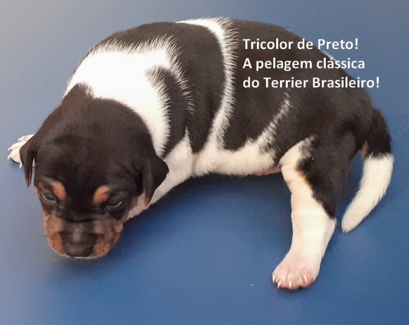 Macho tricolor de preto Disponível! Reserve o seu!  Zap: (21)98168-5544 E-mail: canilpguaratiba@gmail.com Site: http://www.canilpguaratiba.com