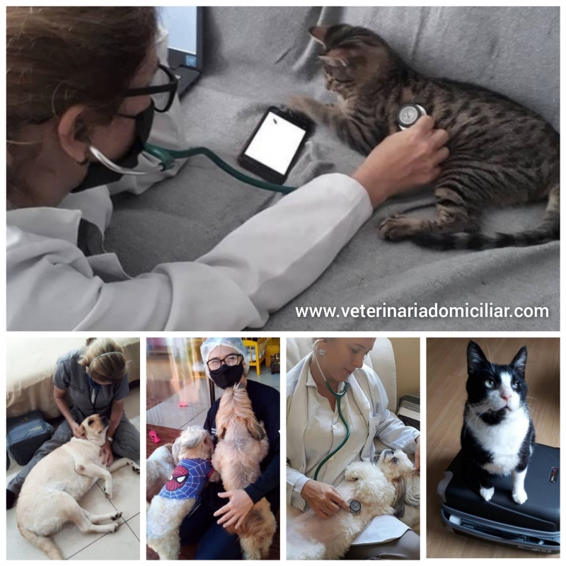 Veterinria em Domiclio Dermatologista - Curitiba - tel 41 99950-4321(whatsap) - @veterinariadomiciliar.curitiba - www.veterinariadomiciliar.com