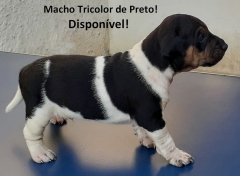 A pelagem tradicional do terrier brasileiro! tricolor de preto! macho disponível! e-mail: canilpguaratiba@gmail.com  zap: (21) 98168-5544 site: http://www.canilpguaratiba.com