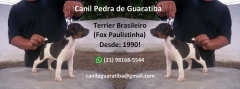 Canil pedra de guaratiba filhotes disponíveis! whatsapp: (21) 98168-5544. e-mail: canilpguaratiba@gmail.com  site: http://www.canilpguaratiba.com