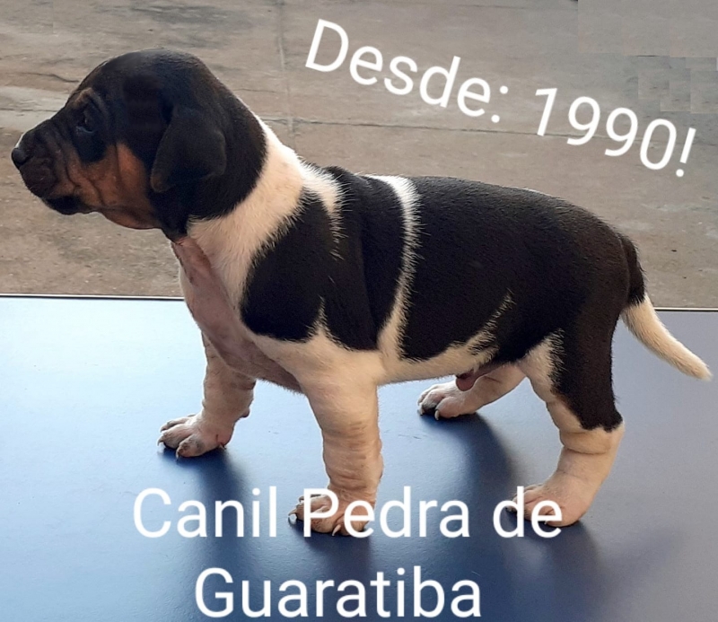 Terrier Brasileiro (Fox Paulistinha) Disponíveis! Filhotes vacinados! Vermifigados, pedigree CBKC/FCI. Sexo: masculino. Pelagem: tricolor de preto. WhatsApp: (21) 98168-5544. E-mail: canilpguaratiba@gmail.com Site: http://www.canilpguaratiba.com