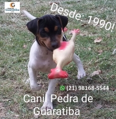 Terrier brasileiro (fox paulistinha)! disponível! companheiro insuperável!  excelente cão de alarme!  temperamento equilibrado! tipicidade! beleza! vacinado, vermifugado (amplo espectro e específica), pedigree cbkc/fci. canil pedra de guaratiba! 31 anos de criação! whatsapp: (21) 98168-5544. e-mail: canilpguaratiba@gmail.com site: http://www.canilpguaratiba.com canal you tube: https://youtu.be/okdlbh9snb4