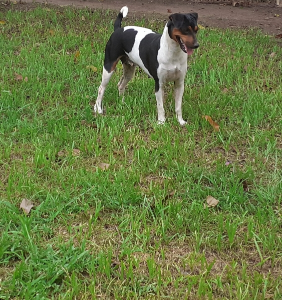 Afrodite da Pedra de Guaratiba!  Terrier Brasileiro (Fox Paulistinha). Fêmea tricolor de preto. Plantel Canil Pedra de Guaratiba! 31 anos de trabalho! WhatsApp: (21) 98168-5544. Site: http://www.canilpguaratiba.com