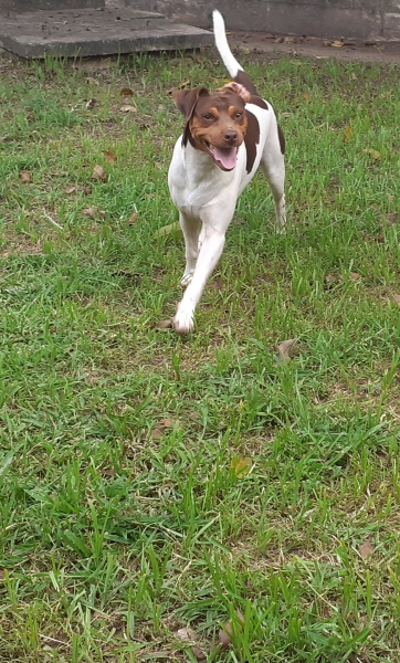 Zap da Pedra de Guaratiba!  Terrier Brasileiro (Fox Paulistinha). Macho tricolor de fígado. Plantel Canil Pedra de Guaratiba! 31 anos de trabalho! WhatsApp: (21) 98168-5544. Site: http://www.canilpguaratiba.com