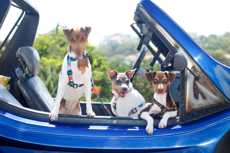 Diversão em Búzios - RJ. Luna, Nala e Bella! Terrier Brasileiro (Fox Paulistinha). LUNA - nascimento: 28/03/18. NALA - nascimento: 04/05/21. Proprietários: Vanderlei e Mateus. Criação: Canil Pedra de Guaratiba. WhatsApp: (21) 98168-5544. Site: http://www.canilpguaratiba.com