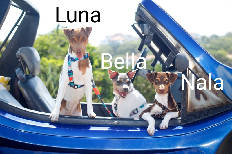 Diversão em Búzios - RJ - Parte 2. Luna, Nala e Bella! Terrier Brasileiro (Fox Paulistinha). LUNA - nascimento: 28/03/18. NALA - nascimento: 04/05/21. Proprietários: Vanderlei e Mateus. Criação: Canil Pedra de Guaratiba. WhatsApp: (21) 98168-5544. Site: http://www.canilpguaratiba.com