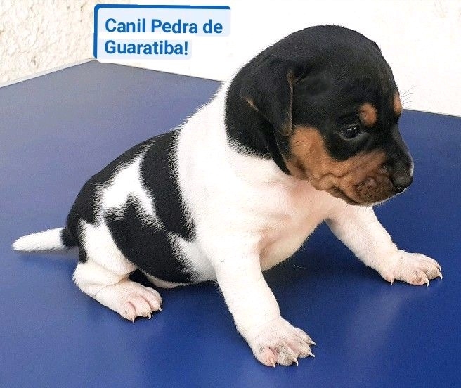 DISPONVEL! MachoTricolor de Preto! Terrier Brasileiro (Fox Paulistinha) Temperamento! Tipicidade! Beleza!  Carinhoso, vivaz, companheiro! Canil Pedra de Guaratiba!  31 anos de trabalho! WhatsApp: (21) 98168-5544. Site:http://www.canilpguaratiba.com