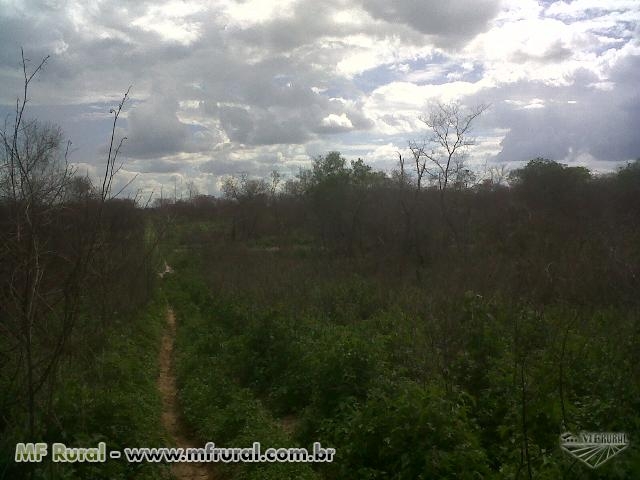  	 Fazenda com Georreferenciamento e CCIR em Morro Cabea no Tempo - PI com 1500 hectares (Cd. 64920)