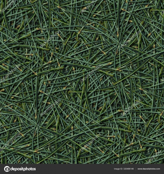 Pinus Agulha erva seca para chá 100 gr R$ 12,00