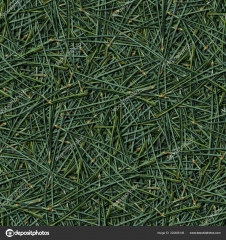 Pinus agulha erva seca para ch 100 gr r$ 12,00