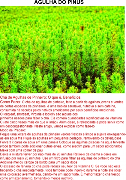 Pinus erva seca para ch 100 gr R$ 12,00