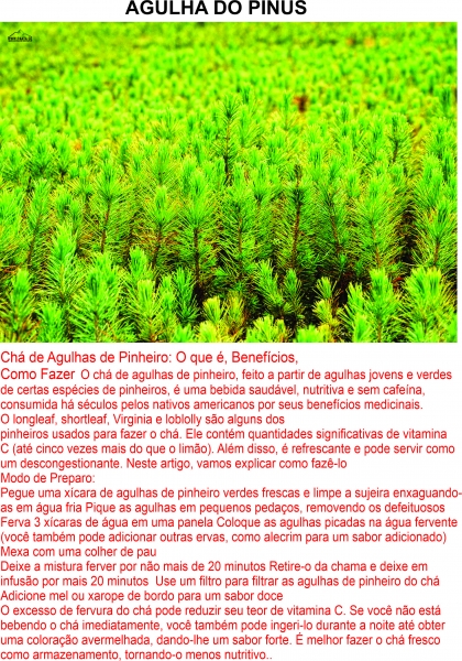 Pinus erva seca para chá 100 gr R$ 12,00