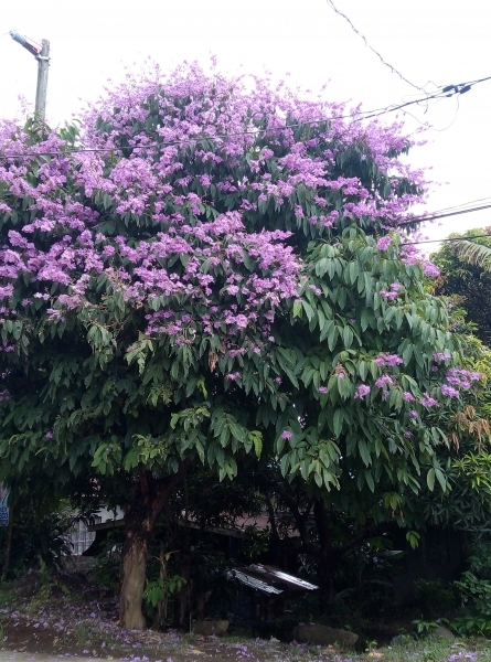 Banaba erva seca para ch 50 gr R$ 12,00 caps 60 und. R$ 25,00