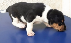 Terrier brasileiro (fox paulistinha)! filhote disponível! macho tricolor de preto! vacinado, vermifigado, pedigree cbkc/fci. whatsapp: (21) 98168-5544. site: http://www.canilpguaratiba.com