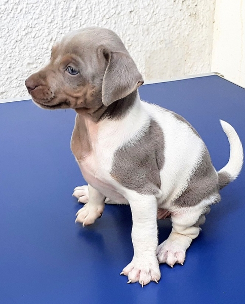 Fêmea Disponível! Criação selecionada. Pedigree CBKC/FCI. Vermifugada, vacinada. Terrier Brasileiro  (Fox Paulistinha) Canil Pedra de Guaratiba! Desde:1990! WhatsApp: (21) 98168-5544. Site: http://www.canilpguaratiba.com