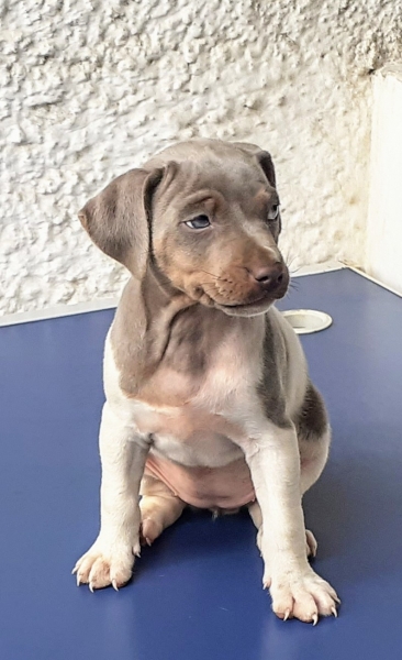 Disponvel! Pedigree CBKC/FCI. Vermifugada, vacinada. Criao selecionada. Fox Paulistinha! Aceitamos: Dbito/Crdito (Visa e Master). WhatsApp: (21) 98168-5544. Canil Pedra de Guaratiba!  Desde: 1990! Site:http://www.canilpguaratiba.com