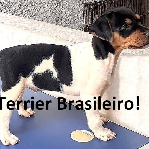 Terrier Brasileiro - Fox Paulistinha  Pau para toda obra!!! Cão de companhia! Cão de guarda! Cão pastor! Cão de caça!... Quem tem sabe!!! Filhotes disponíveis! Entre em contato! Canil Pedra de Guaratiba! Desde 1990! WhatsApp: (21) 98168-5544.   Companheiro fiel! Seguidor incondicional! Noção de território! Site: http://www.canilpguaratiba.com