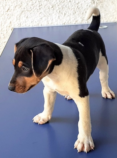 Terrier Brasileiro - Fox Paulistinha  Filhotes disponveis! Entre em contato! Canil Pedra de Guaratiba! Desde 1990! WhatsApp: (21) 98168-5544. Companheiro fiel! Seguidor incondicional! Noo de territrio! Site:http://www.canilpguaratiba.com   @derezela  @peteshopvirtual  @palomazettermann  #foxpaulistinha  #terrierbrasileiro  #brazilianterrier  #terrierbrasileiroamo  #canilpedradeguaratiba  #riodejaneiro  #amocachorro  #coderaa  #codecaa  #codeguarda  #codecompanhia 