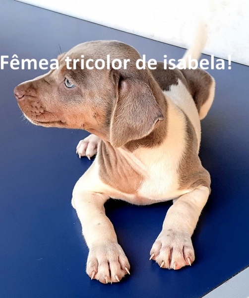 Filhotes disponveis!  Fmea tricolor de isabela! Fox Paulistinha - Terrier Brasileiro Canil Pedra de Guaratiba!  Entre em contato! WhatsApp: (21) 98168-5544. Desde 1990! Companheiro fiel! Noo de territrio! Seguidor incondicional! Site:http://www.canilpguaratiba.com