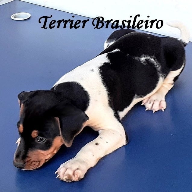 Filhotes disponíveis!  Macho tricolor de preto! Fox Paulistinha - Terrier Brasileiro Canil Pedra de Guaratiba!  Entre em contato! WhatsApp: (21) 98168-5544. Desde 1990! Companheiro fiel! Noção de território! Seguidor incondicional! Site: http://www.canilpguaratiba.com