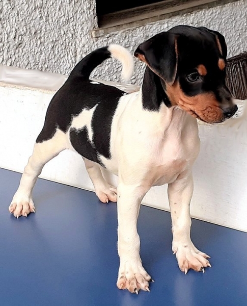 Terrier Brasileiro - Fox Paulistinha. Companheiro fiel! Seguidor incondicional! WhatsApp: (21) 98168-5544. canilpguaratiba@gmail.com  Macho tricolor de preto - Disponvel! Canil Pedra de Guaratiba! 31 anos! Para saber mais nos contate no Direct. Site:http://www.canilpguaratiba.com