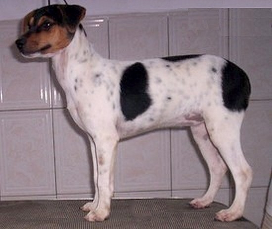 Canil Pedra de Guaratiba! 32 anos! Terrier Brasileiro - Fox Paulistinha  Conhea nossa histria!  Acesse nosso site: Site:http://www.canilpguaratiba.com Contato -> WhatsApp: (21) 98168-5544. E-mail: canilpguaratiba@gmail.com 