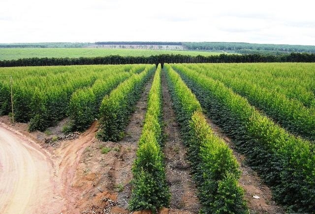 Serviços Florestais em Geral (Pinus, Eucaliptos e Outras Espécies).