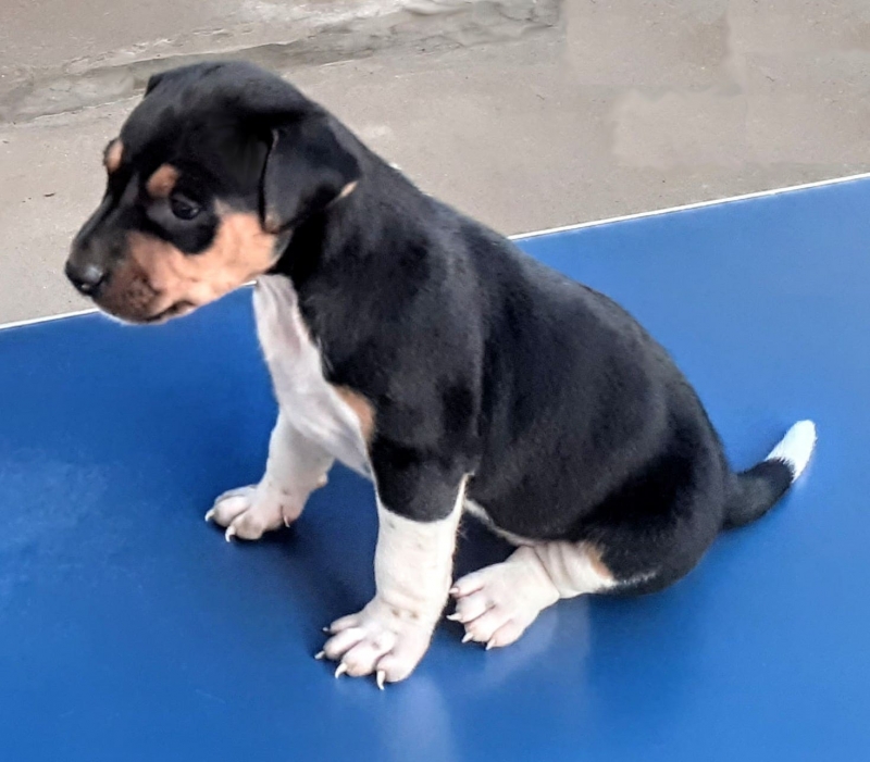 Fêmea tricolor de fígado! Fêmea tricolor de preto! DISPONÍVEIS! Terrier Brasileiro! Fox Paulistinha! Canil Pedra de Guaratiba! Desde: 1990!