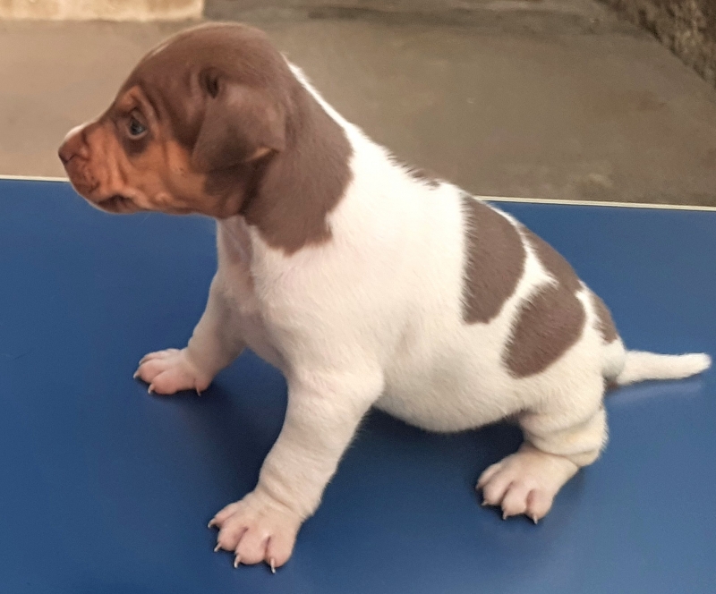 Fêmea tricolor de fígado! DISPONÍVEL! Terrier Brasileiro! Fox Paulistinha! Canil Pedra de Guaratiba! Desde: 1990! WhatsApp: (21) 98168-5544. Site: http://www.canilpguaratiba.com