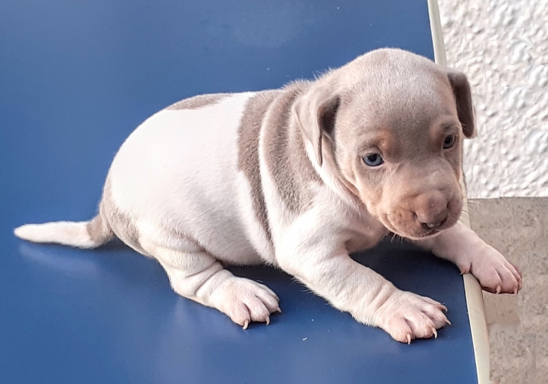 Macho tricolor de isabela! DISPONVEL! Terrier Brasileiro! Fox Paulistinha! Canil Pedra de Guaratiba! Desde: 1990! WhatsApp: (21) 98168-5544. Site:http://www.canilpguaratiba.com