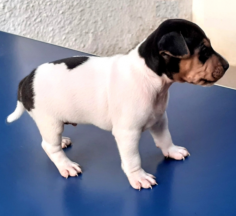 Macho tricolor de preto! DISPONÍVEL! FoxPaulistinha! TerrierBrasileiro! Canil Pedra de Guaratiba! Desde: 1990! WhatsApp: (21) 98168-5544. Site: http://www.canilpguaratiba.com Canil Pedra de Guaratiba! Desde: 1990!