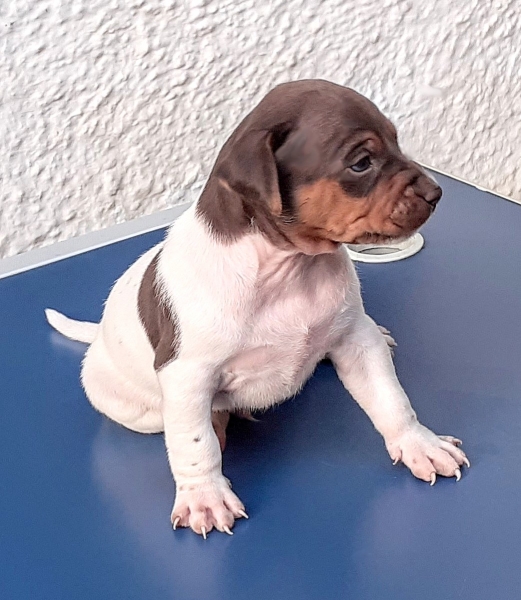 Macho tricolor de fígado! DISPONÍVEL! Terrier Brasileiro! Fox Paulistinha! WhatsApp: (21) 98168-5544. Canil Pedra de Guaratiba! Desde: 1990! Site: http://www.canilpguaratiba.com