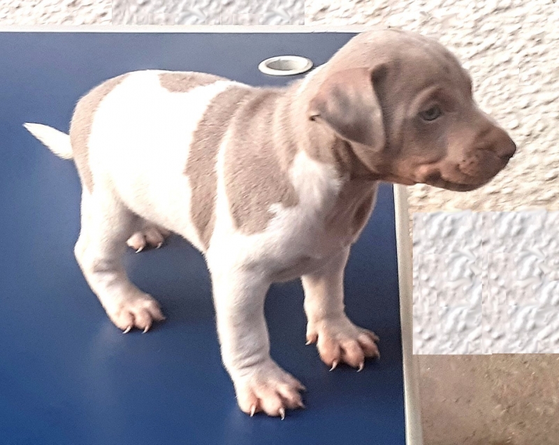 Terrier Brasileiro! Fox Paulistinha! Disponível! Macho tricolor de isabela! WhatsApp: (21) 98168-5544. Canil Pedra de Guaratiba! Desde: 1990! Site: http://www.canilpguaratiba.com