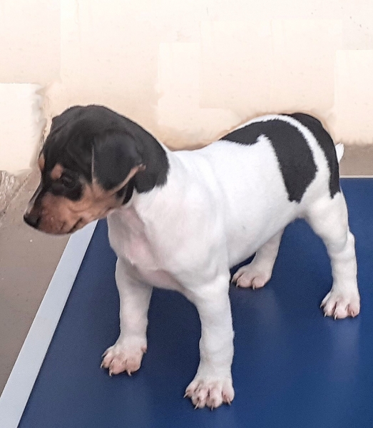 Terrier Brasileiro! Fox Paulistinha! Disponvel! Macho tricolor de preto! WhatsApp: (21) 98168-5544. Canil Pedra de Guaratiba! Desde: 1990! Site:http://www.canilpguaratiba.com