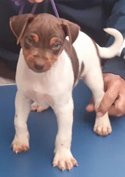 Filhotes Disponíveis! Terrier Brasileiro (Fox Paulistinha) Vacinados, vermifugados, pedigree CBKC/FCI. Canil Pedra de Guaratiba - 32 anos !  Rio de Janeiro. WhatsApp: (21)98168-5544. Site: http://www.canilpguaratiba.com