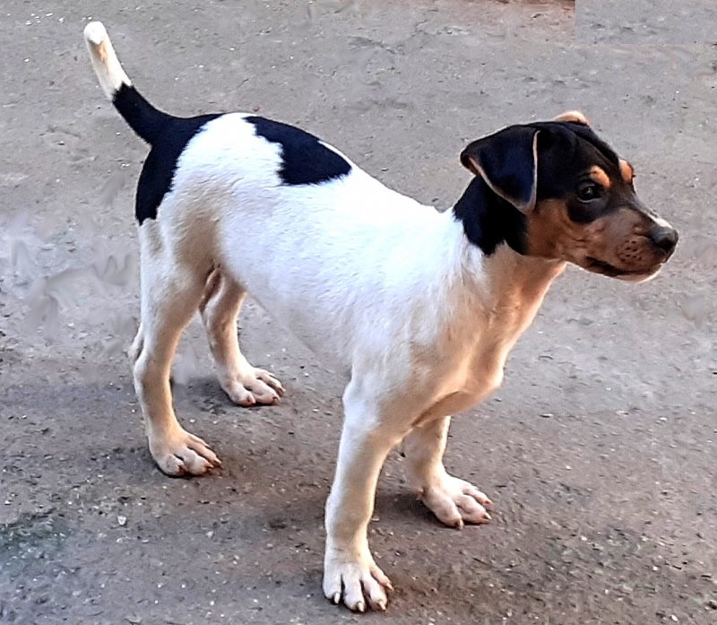 Terrier Brasileiro (Fox Paulistinha). Machos e fêmeas disponíveis! Vacinados, vermifugados. Canil Pedra de Guaratiba - 32 anos!  WhatsApp: (21)98168-5544. Site: http://www.canilpguaratiba.com/html/filhotes_tb.html  Rio de Janeiro.