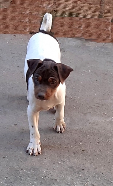 Terrier Brasileiro (Fox Paulistinha). Machos e fêmeas disponíveis! Vacinados, vermifugados. Canil Pedra de Guaratiba - 32 anos!  WhatsApp: (21)98168-5544. Site: http://www.canilpguaratiba.com/html/filhotes_tb.html  Rio de Janeiro.