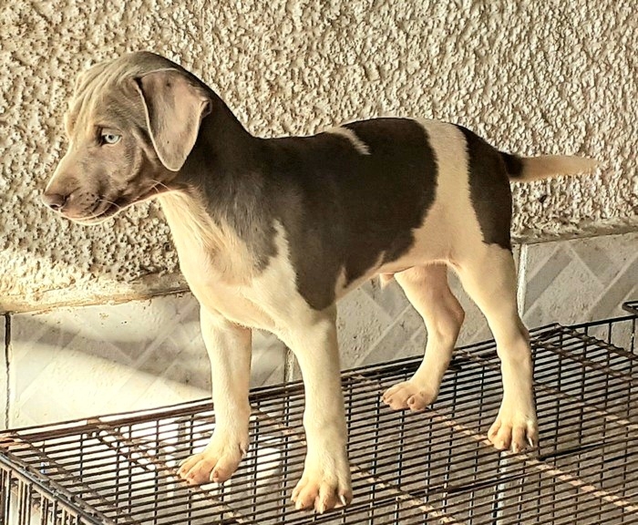 Terrier Brasileiro (Fox Paulistinha). Machos e fêmeas disponíveis! Vacinados, vermifugados. Canil Pedra de Guaratiba - 32 anos!  WhatsApp: (21)98168-5544. Site: http://www.canilpguaratiba.com/html/filhotes_tb.html  Rio de Janeiro 