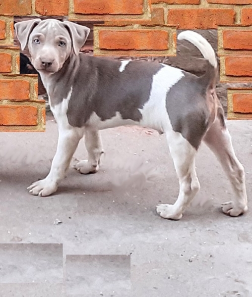 Terrier Brasileiro (Fox Paulistinha). Machos e fêmeas disponíveis! Vacinados, vermifugados. Canil Pedra de Guaratiba - 32 anos! WhatsApp: (21)98168-5544. Site: http://www.canilpguaratiba.com/html/filhotes_tb.html Rio de Janeiro.