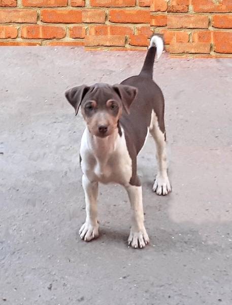 Machos e fêmeas disponíveis! Vacinados, vermifugados. Pedigree CBKC/FCI. Terrier Brasileiro (Fox Paulistinha). Canil Pedra de Guaratiba - 32 anos! WhatsApp: (21)98168-5544. Site: http://www.canilpguaratiba.com/html/filhotes_tb.html Rio de Janeiro.