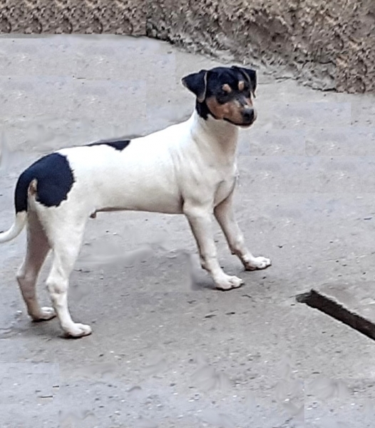 Terrier Brasileiro (Fox Paulistinha). Pedigree CBKC/FCI. Lindos filhotes disponíveis! Vacinados, vermifugados. Canil Pedra de Guaratiba - 32 anos! WhatsApp: (21)98168-5544.  Site: http://www.canilpguaratiba.com/html/filhotes_tb.html Rio de Janeiro.